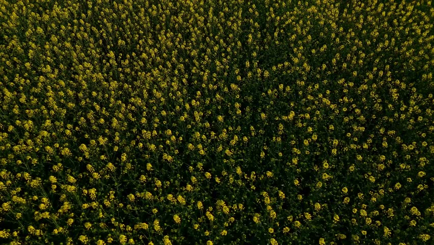 Aerial shot of a field full of yellow flowers. Spring.
