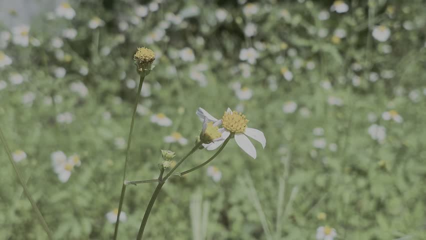 Close-up of Bidens Pilosa Wildflowers in a Green Field
