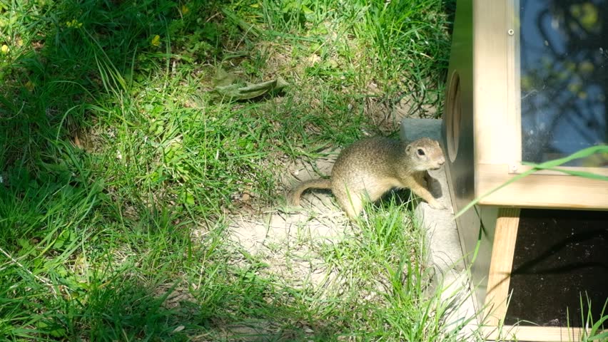 Funny European ground squirrel disappearing into a wooden box.