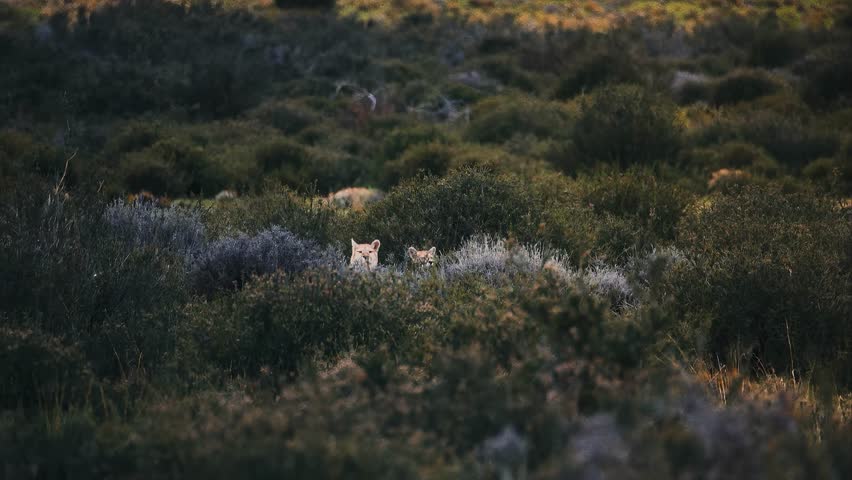 Two pumas cautiously appear from behind thick bushes and tall grasses in a natural environment, bathed in the soft light of early morning