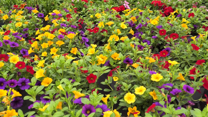 Calibrachoa colorful flowers, panning left footage