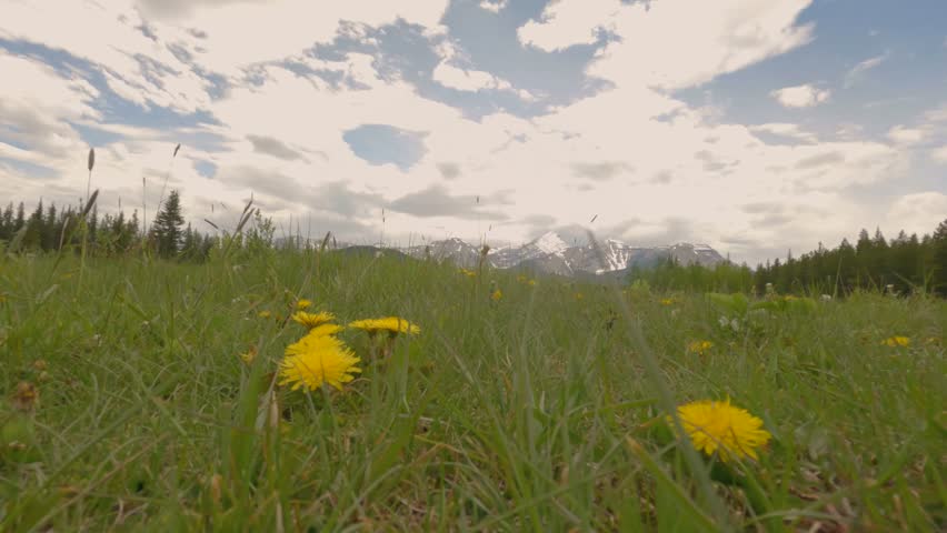 Spring season grass field with cloudy sky in summer season warm weather.