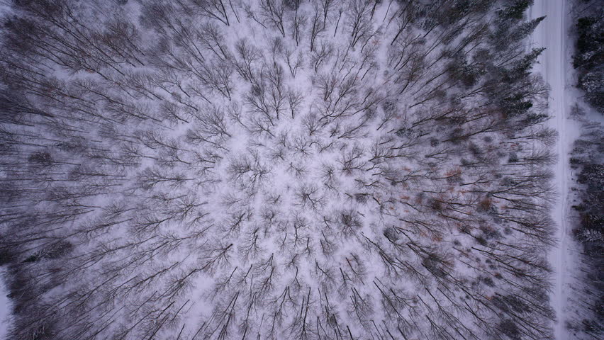 Bird’s-eye aerial shot of a winter forest in northern Michigan