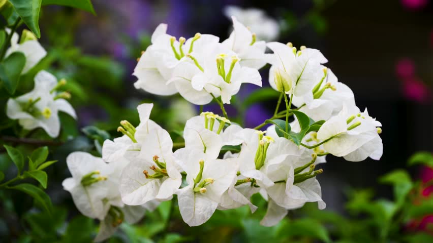 A close up view of beautiful white bougainvillea flowers blooming in Yujing, Tainan, Taiwan, featuring delicate petals and vibrant green leaves.