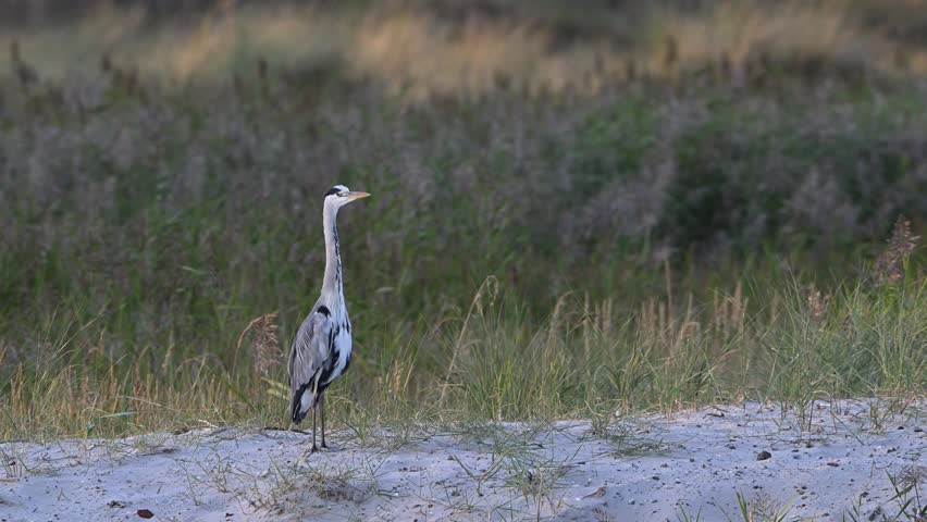 A grey heron stands on a sand dune by the baltic sea, september, baltic sea, ( ardea cinerea), germany 