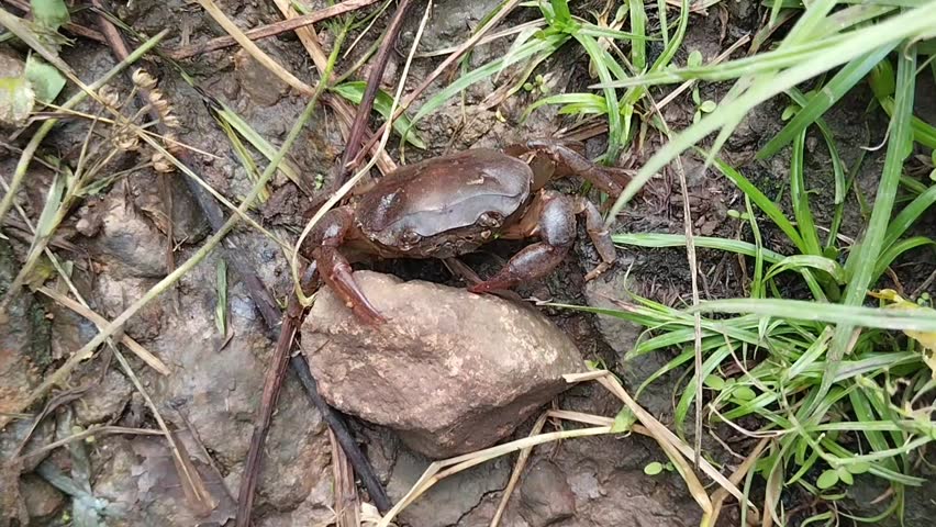 rice field crab or yuyu resting in its natural habitat among grass, rocks and wet soil