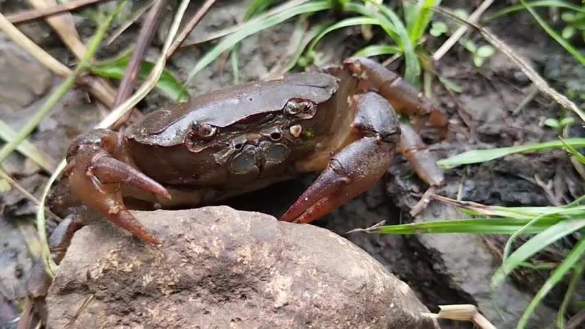 rice field crab or yuyu resting in its natural habitat among grass, rocks and wet soil