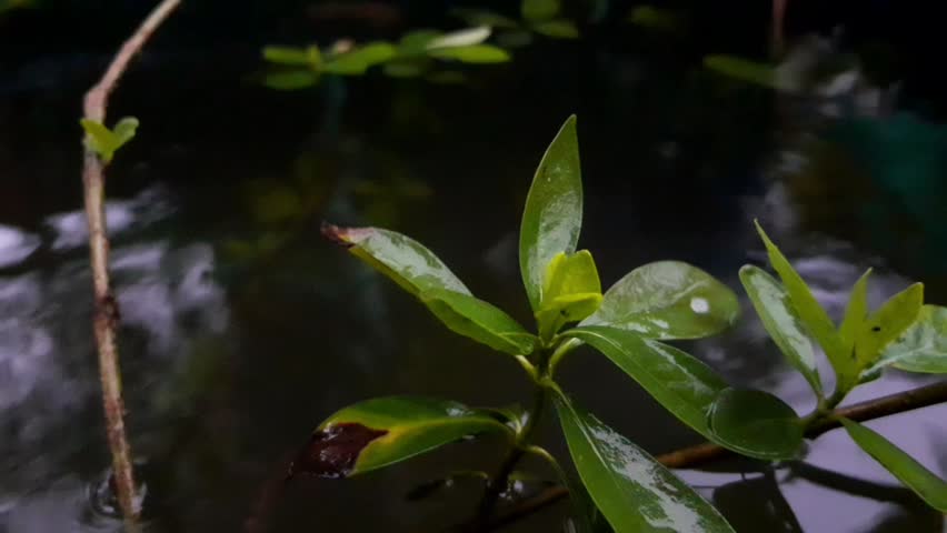 Plants in the swamp on a rainy day.