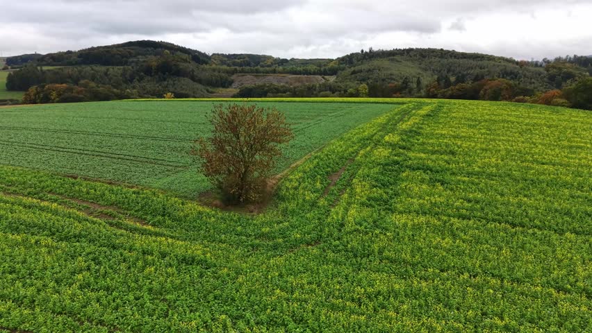 Drone orbiting around a lonely tree standing in the middle of a vast green agricultural landscape