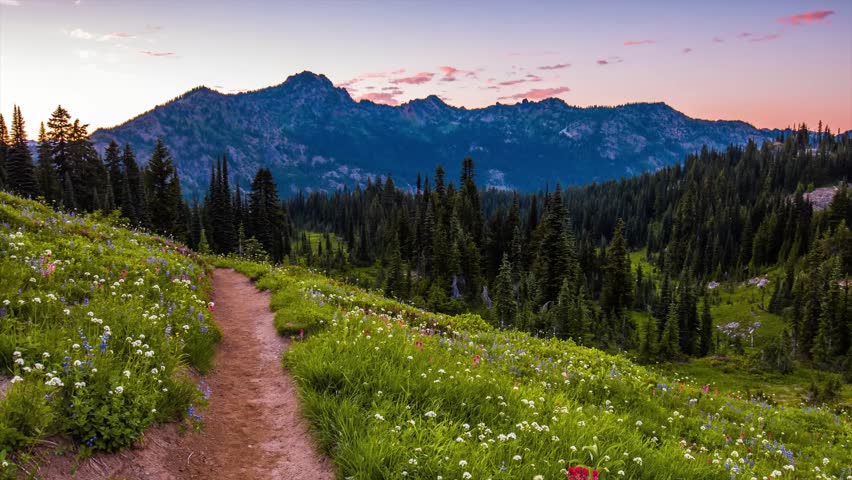 footage of a scenic hiking trail winding through vibrant subalpine meadows filled with wildflowers during sunset at the Naches Peak Loop Trail in Mount Rainier National Park, Washington.