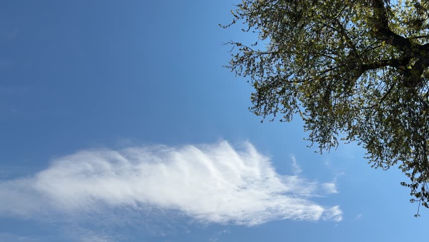 Tree against blue sky and clouds.