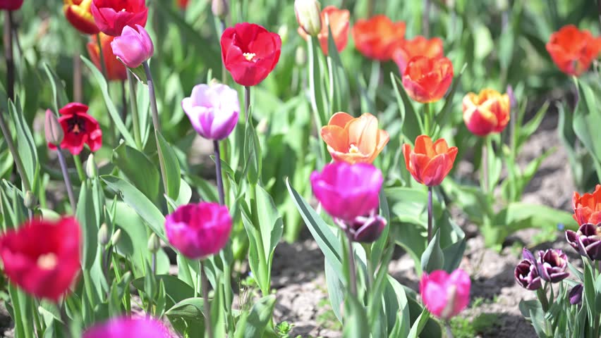 Vibrant multicolored tulips growing outdoors with soft bokeh background and shallow depth of field.