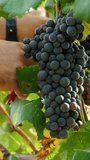 Grape harvest. Italian vineyard. close-up Farmers are cutting and picking ripe bunches with red grapes from vines during wine grapes harvest season in vineyard for further high quality wine production - Powered by Shutterstock - Get 15% off with code: PIKWIZARD15