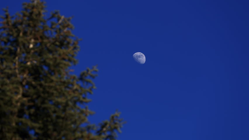 Waxing gibbous Moon with tree silhouettes on a daylight blue sky.	
