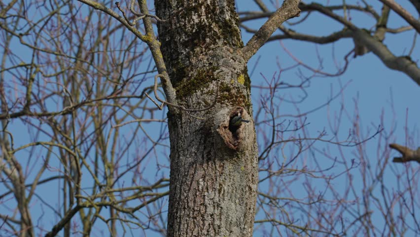 A Eurasian blue tit Cyanistes caeruleus On a spring day, a small songbird hops among tree branches against a backdrop of blue sky. A natural wildlife shot, medium composition.