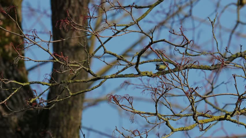 A Eurasian blue tit Cyanistes caeruleus On a spring day, a small songbird hops among tree branches against a backdrop of blue sky. A natural wildlife shot, medium composition.