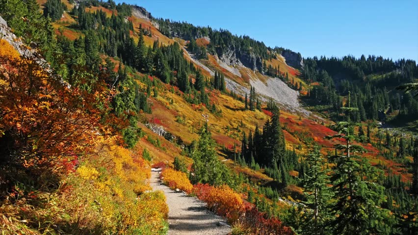 footage captures the stunning fall foliage along the scenic Reflection Lake Trail in Mount Rainier National Park, Washington State. The trail is lined with a vibrant tapestry of orange, red, and yello