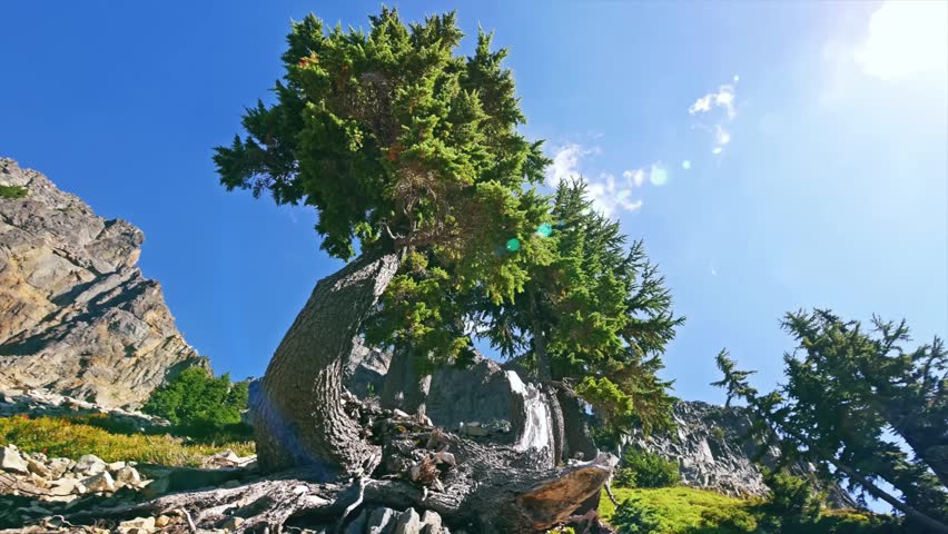 Footage of a unique, gnarled old tree growing on a rocky mountain slope under a bright blue sky on the Pinnacle Peak Trail in the Tatoosh Range, Mount Rainier National Park, Washington State, USA.