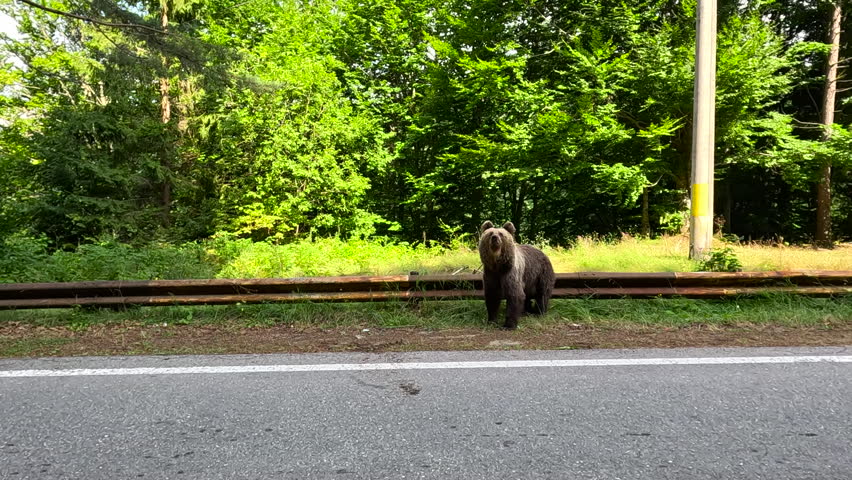 Large brown bear crosses a paved road surrounded by a dense forest. The scene captures the beauty of wildlife in a natural setting, showcasing the bear