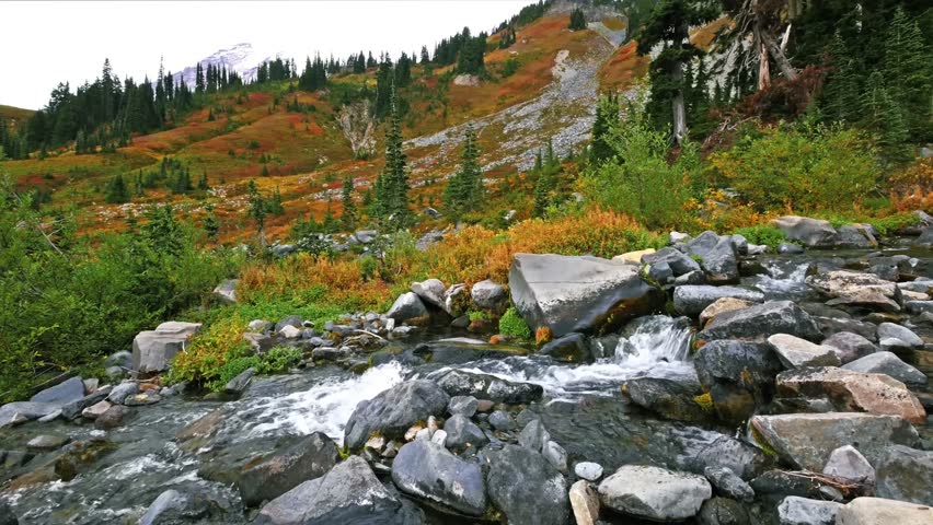 Footage of a rocky mountain stream flowing through vibrant autumn foliage including orange and yellow shrubs and green evergreen trees in the Paradise area of Mount Rainier National Park, Washington S
