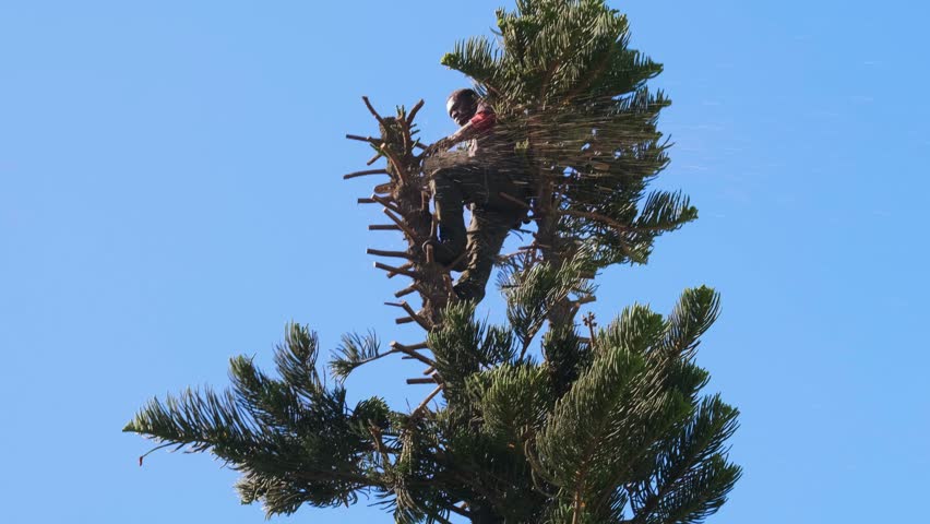 Arborist working high on tree trimming branches with chainsaw, professional maintenance service showing skilled labor and safety equipment in outdoor environment under blue sky