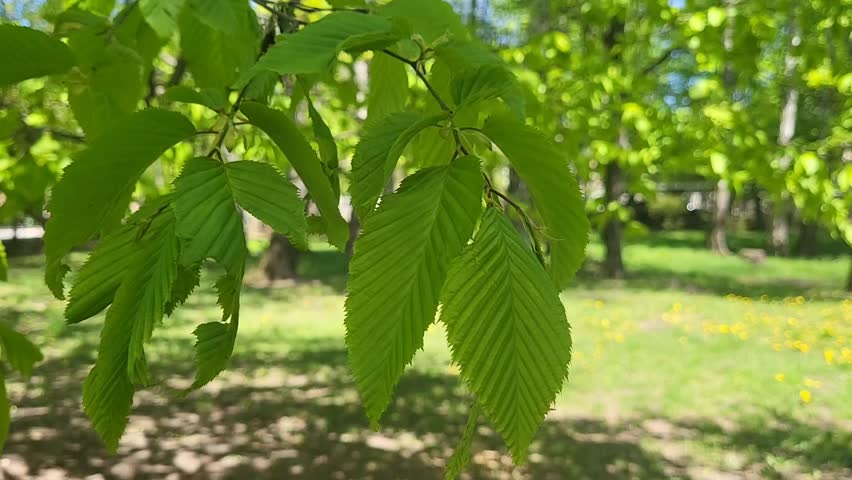 Fresh green leaves of a tree swaying in the wind
