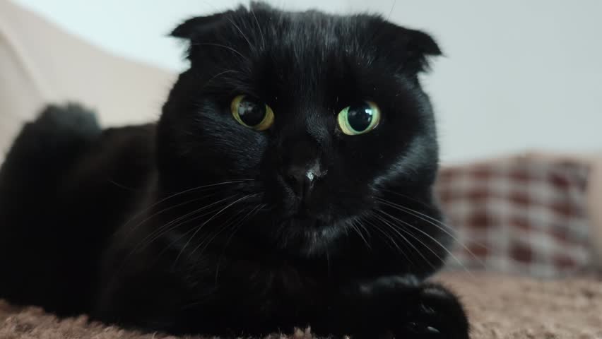 black cat look.Dilated black pupils of a black cat. surprised cat with huge eyes. 4k footage
