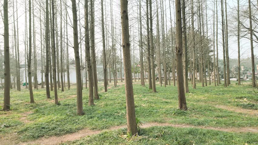 Dense grove of tall, slender, leafless trees reaching toward a brilliant blue sky with visible sun flare
