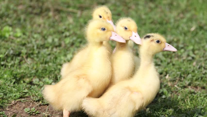 Cute yellow ducklings on green grass. Baby animals