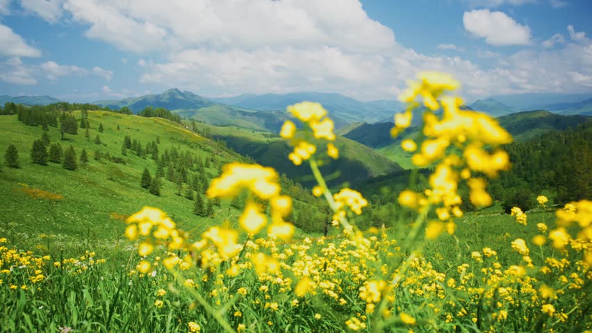 Vibrant yellow wildflowers bloom in foreground, framing rolling green hills. Mountains stretch into distance under bright blue sky with fluffy clouds. Scene evokes calm. No people visible