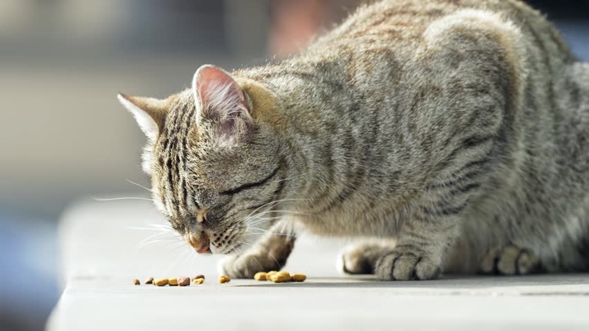 Hungry stray cat enjoying eating dry food at street given by volunteers, human care for animals and hunger prevention, feral street feline fed by people, humanity act of helping and community bond.