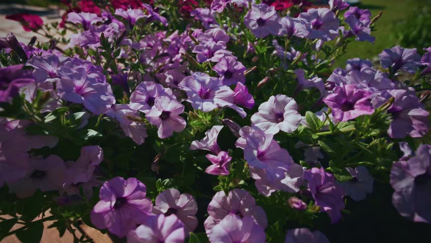 Vibrant petunias bloom in soft purple and deep red hues. Flowers sway gently in warm sunlight. Green leaves frame blossoms with lush texture. Ideal for garden, floral design, or summer-themed projects