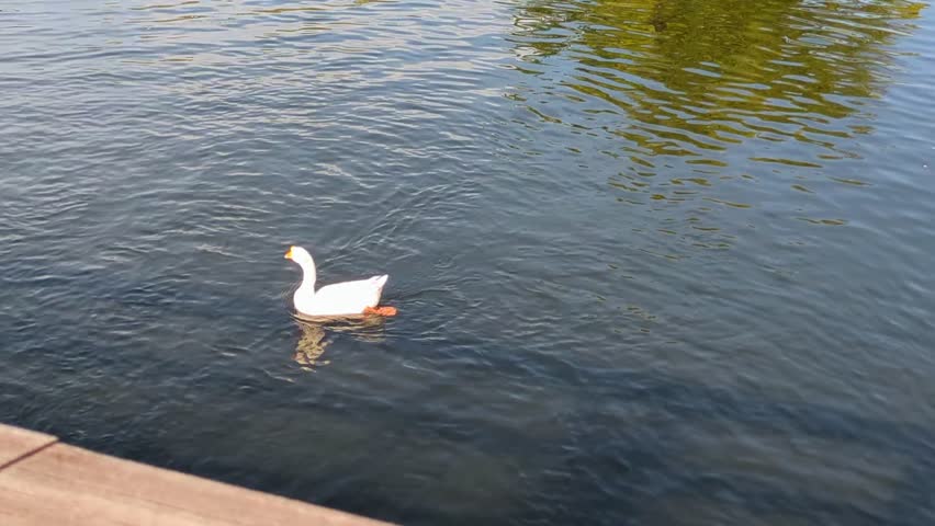 Video of ducks swimming in a pond