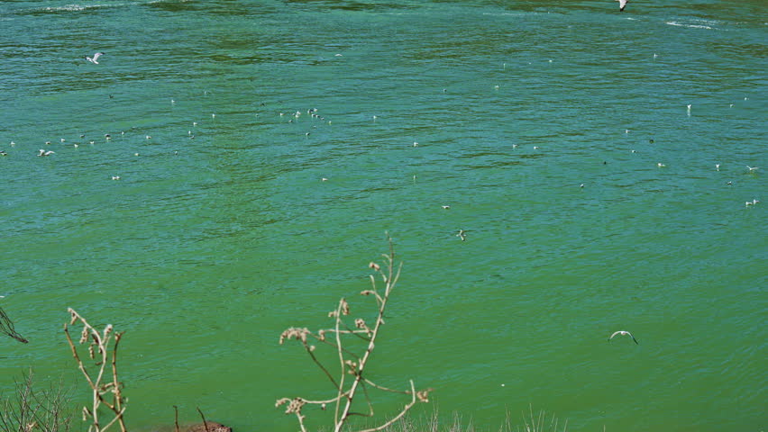 Birds are seen flying over a green river with several plants growing near the water