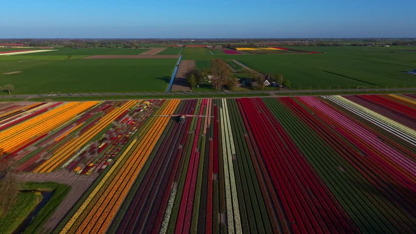 Aerial view of vibrant multi-colored tulip fields with a tractor working between rows of flowers under a clear blue sky in Nieuwe Niedorp, North Holland, Netherlands.