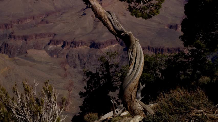 Close up of a twisted ancient juniper tree standing on the rim of the Grand Canyon with deep shadows