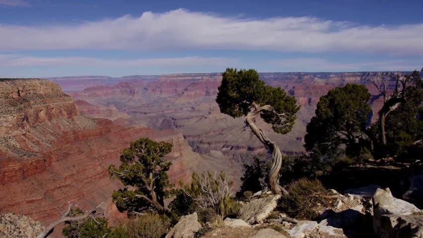 Panoramic view of vast Grand Canyon National Park landscape with ancient twisted juniper tree on rocky cliff edge under blue sky