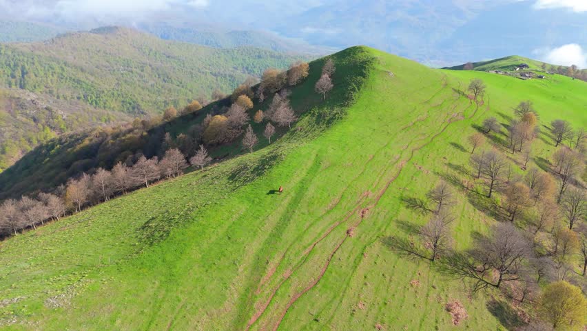 Green Mountain Ridge Landscape with Trees and Grazing Horse