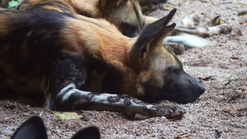 Close up shot of an African painted dog (Lycaon pictus) pack resting.