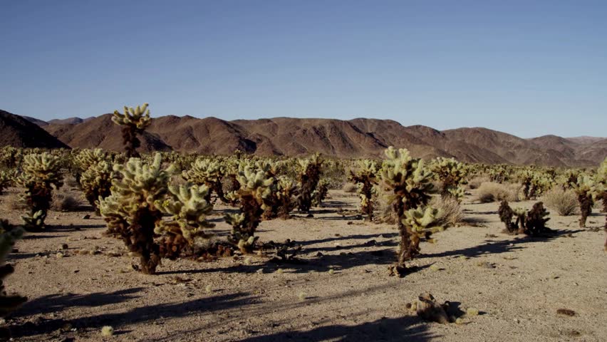 Wide shot of cholla cactus garden in desert landscape with rocky mountains under clear blue sky in Joshua Tree National Park California