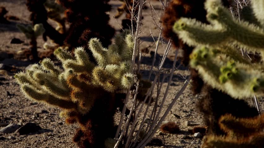 Close up shot of teddy bear cholla cactus with sharp spines in desert landscape during bright sunny day in Joshua Tree California