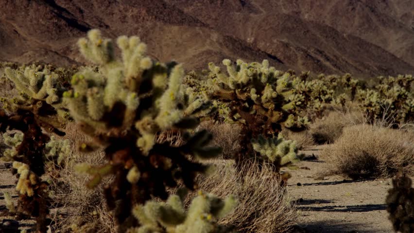 Desert landscape with cholla cacti and rocky mountains in the background under clear blue sky in Joshua Tree National Park in California