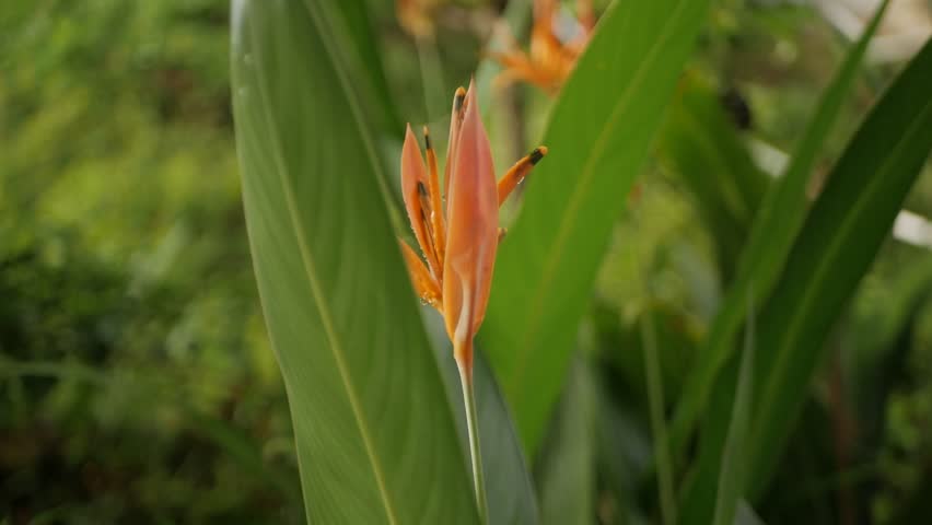 Macro shot of a wet orange Heliconia psittacorum flower isolated on a green bokeh background.