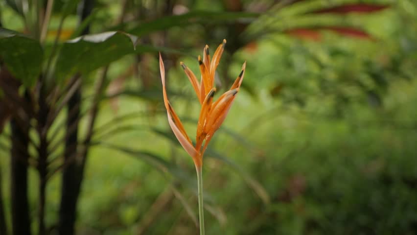 Macro shot of a wet orange Heliconia psittacorum flower isolated on a green bokeh background.