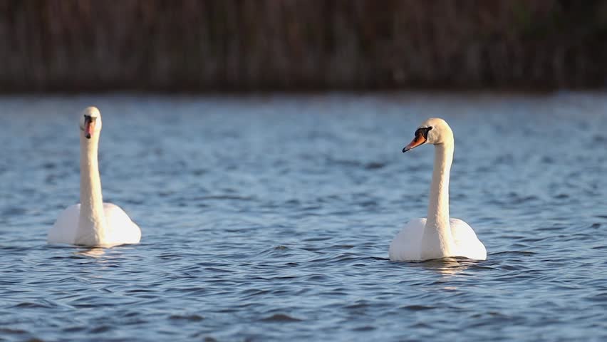 Pair of White Swans Gliding Serenely on Shimmering Blue Lake