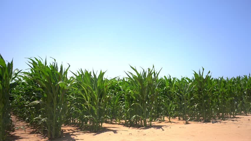 A low-angle wide shot showing rows of vibrant green corn (maize) stalks growing in dry, sandy soil. The lush plants sway gently in the wind under a completely clear, bright blue sky, leaving ample negative space for text or graphics. Perfect for projects on agriculture, food supply, sustainability, bioenergy, farming, and summer rural landscapes.