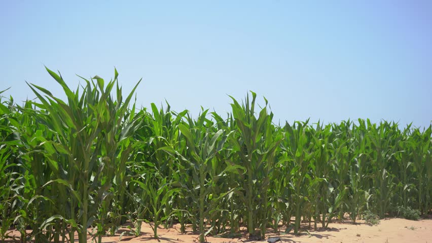 A medium-wide eye-level shot of a healthy green cornfield under a bright, cloudless blue sky. Rows of young corn (maize) stalks grow in sandy ground, swaying gently in the summer breeze. This pristine agricultural landscape offers great visual contrast and ample negative space in the upper half of the frame, ideal for agribusiness, farming technology, and environmental storytelling.