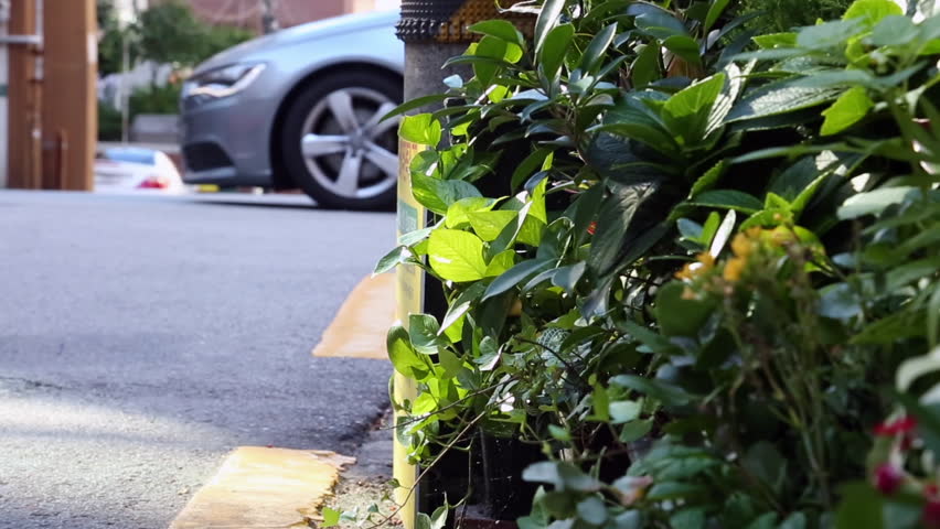 Seoul Korea street scenery. A video footage of lush green plants growing along a quiet residential street with a yellow safety sign in Seoul, South Korea. This clip captures a peaceful urban morning atmosphere, featuring sunlight filtering through leaves and a soft-focus background of a neighborhood road.