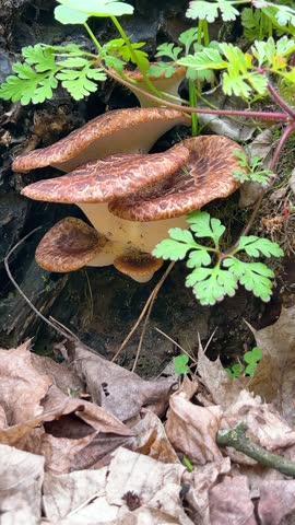 Polypore mushrooms growing on a tree trunk in the forest. Brown and orange bracket fungi with dark patterns. Close up shot of wild mushrooms on old wood. Natural woodland environment with colorful tinder fungus. Vertical video.