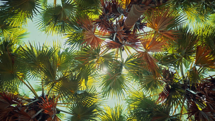 Low angle view of tropical sugar palm trees with bright sunlight filtering through green and brown fronds against a clear sky. This summer nature scene captures a serene tropical atmosphere, perfect for travel and vacation concepts.